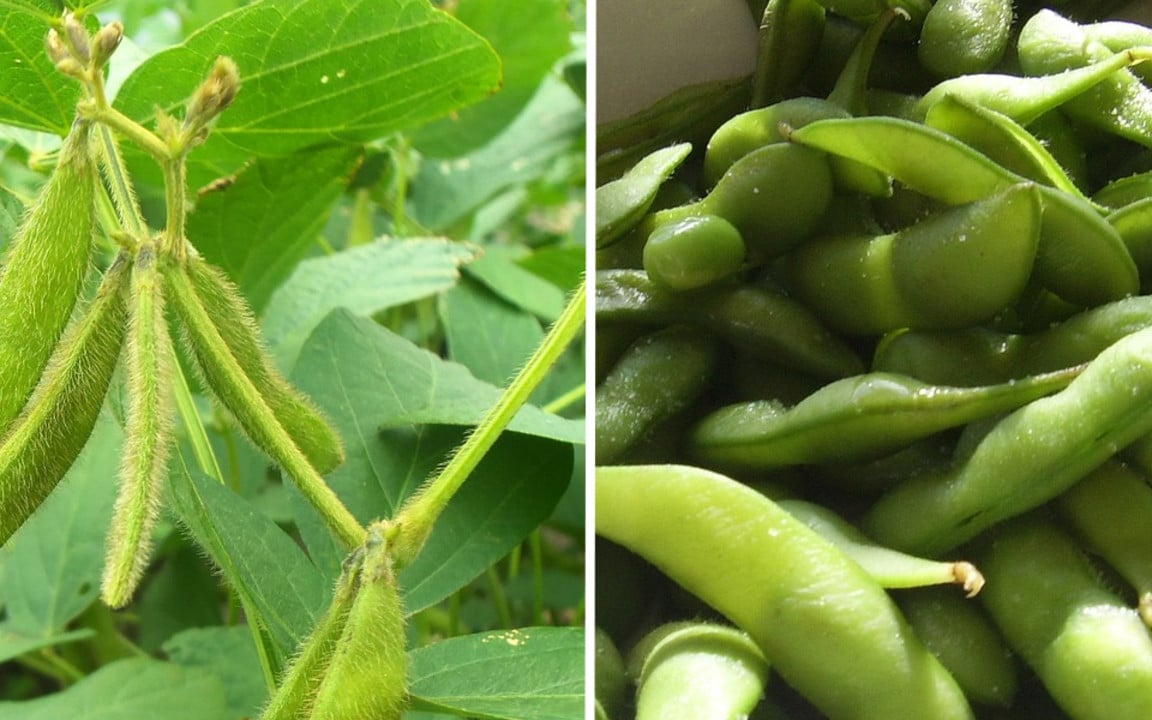 Edamame Beans: Buying, Growing, & Eating This Superfood - Utopia