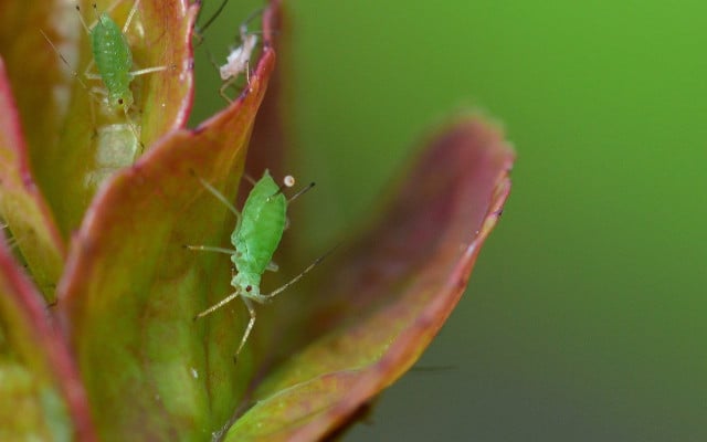 rose pests aphids