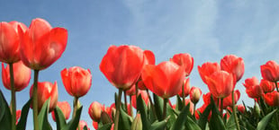 when to plant tulips