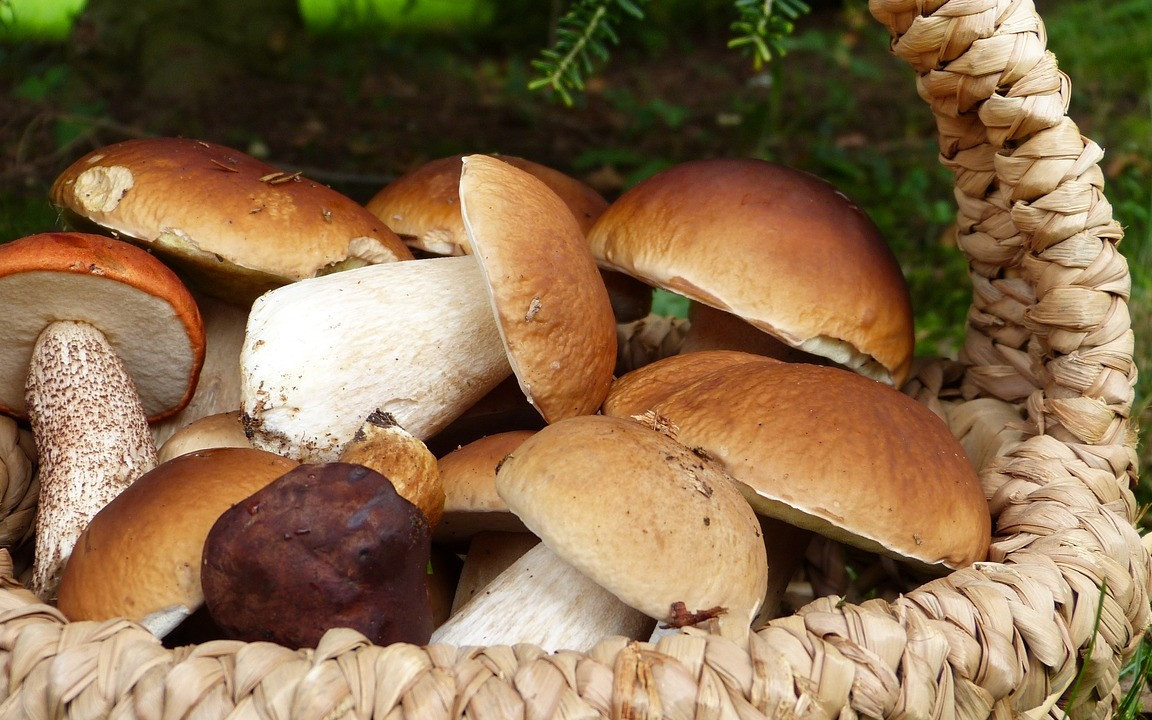 How to Dry Mushrooms in the Oven, Dehydrator, or Naturally - Utopia