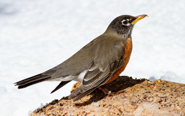 Help out our feathered friends by providing food, water, and shelter throughout the winter. 