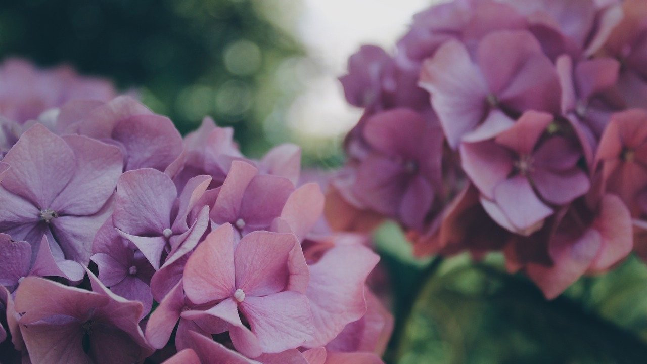 Hydrangeas Dried Hydrangea Flowers - Free photo on Pixabay - Pixabay