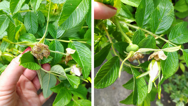 Rose hips will form after fertilization occurs.