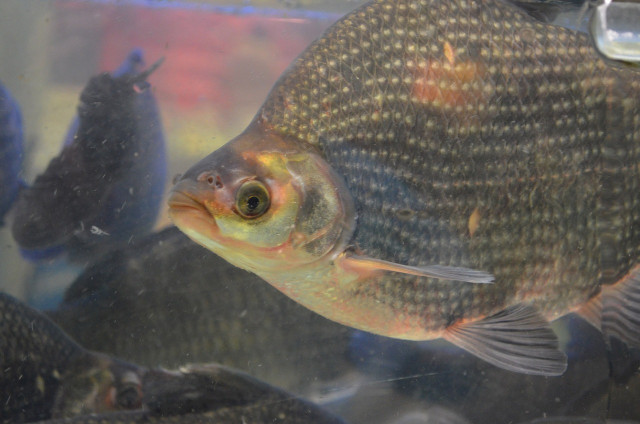 You are what you eat — so consider avoiding eating tilapia, which can harbor dangerous bacteria.