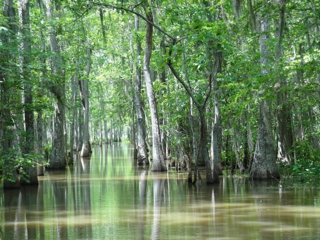 Swamps are a breeding ground for mosquitoes. 