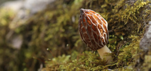 How to clean morel mushrooms