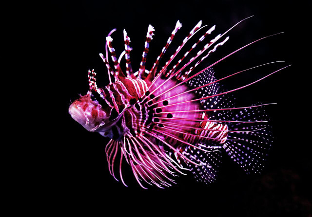 Poisonous lionfish stings are usually serious but not life-threatening.