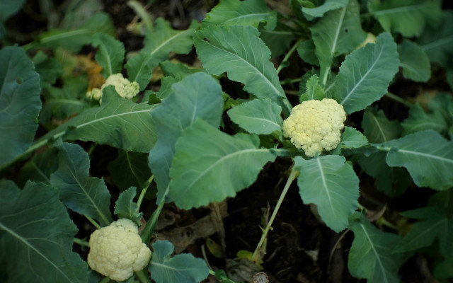 You can grow cauliflower from seed or from seedlings.