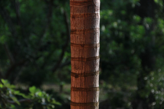 Tree trunks come in a variety of colors.