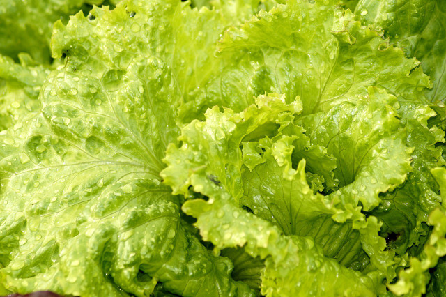 Lettuce can be mixed with other fresh vegetables that are low FODMAP such as cucumber and tomato.
