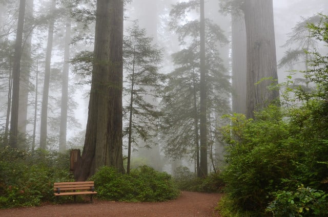 These tall trees are considered to be an endangered species. 