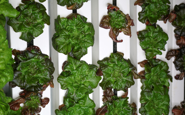 vertical farming lettuce