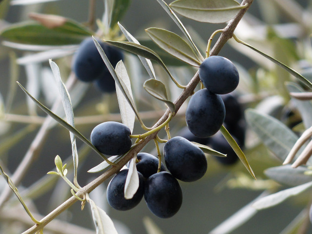 Kalamata olives develop their unique flavor through the curing process.