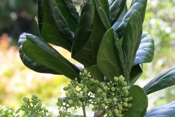 The Pennantia Baylisiana tree is the rarest in the world, with just one tree standing.