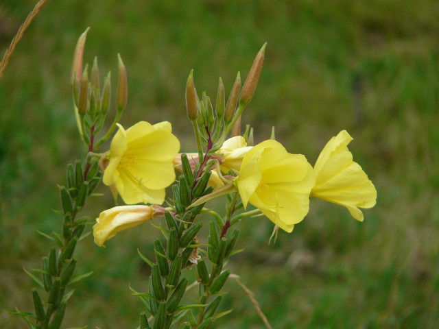 common-evening-primrose-flower-cc0-pixabay-hans-220207_download The oil of the common evening primrose flower is an ingredient in this DIY body butter recipe.