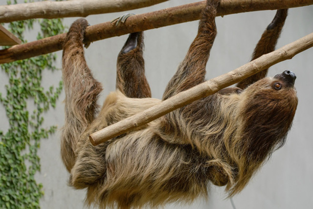 You'll often see sloths hanging upside down on branches.