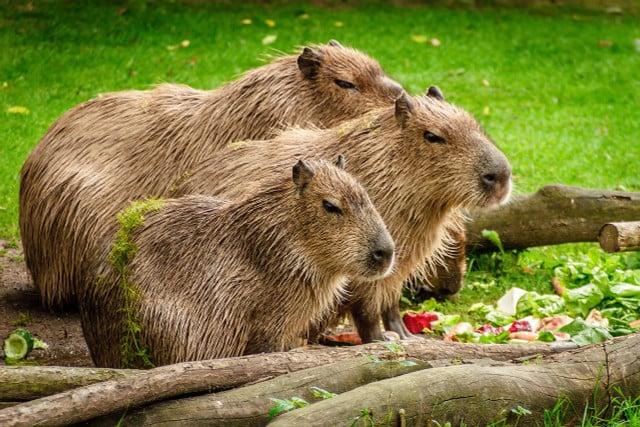 Capybaras are known to be social and docile.