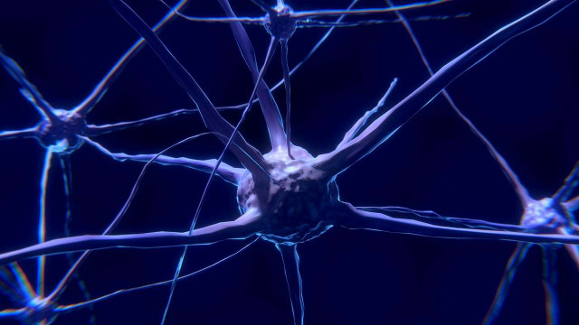 A synapse is a connection between nerve cells in our brain that allows information to travel.