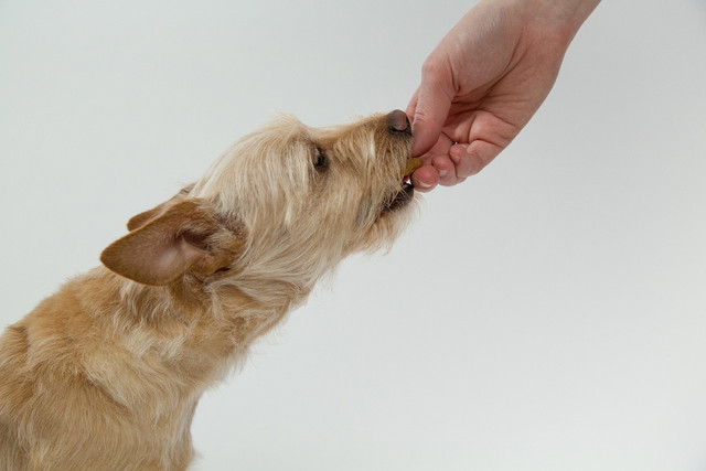 You can make healthy chicken jerky strips at home for your dog.