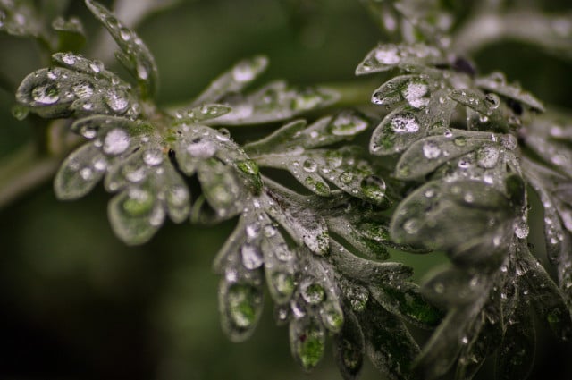 Wormwood leaves emit a wasp-repellent scent when disturbed.