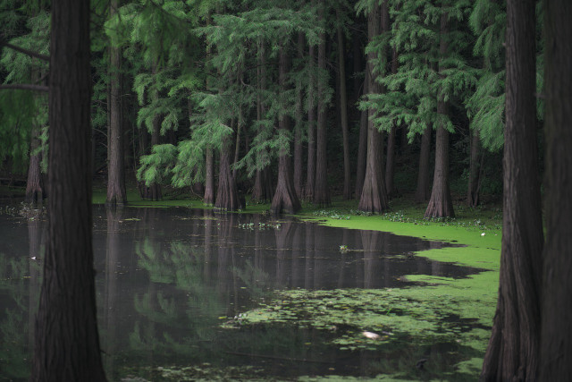 Nature-based solutions, such as expanding mangrove regions, have massive carbon reduction potential.