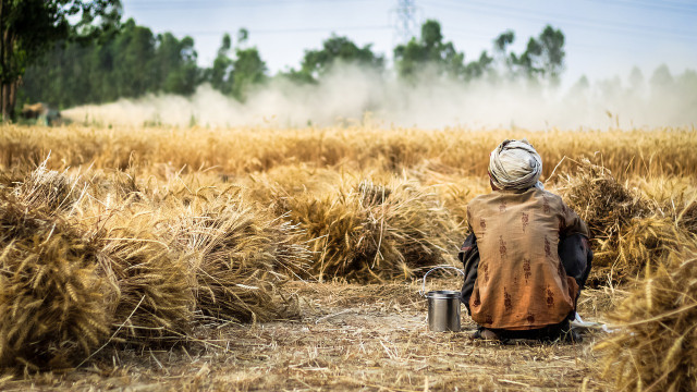 slash-and-burn agriculture