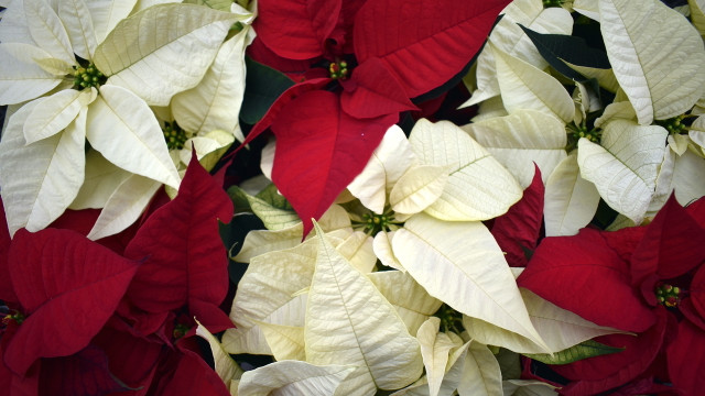 How to Take Care of Poinsettias