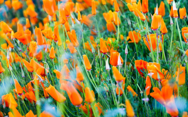 California poppies are the state flower of California. 