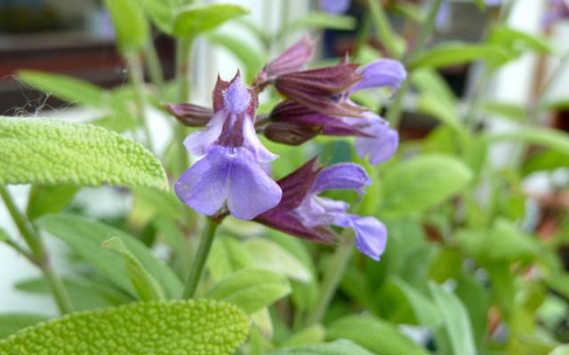 sage kitchen herb garden