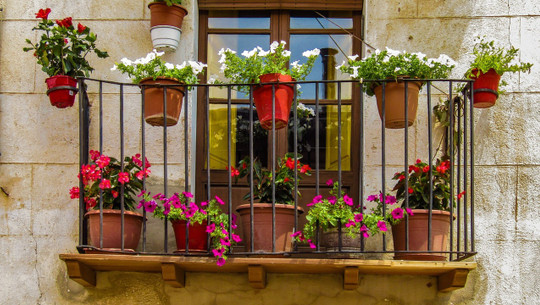 plants for balcony