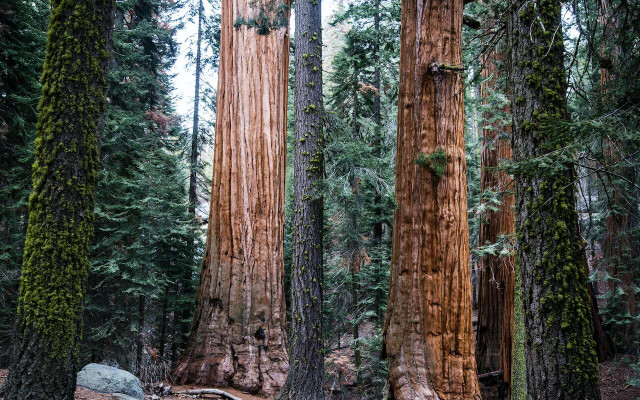 Sequoias and redwoods are in the same family, but are actually quite different from one another. 