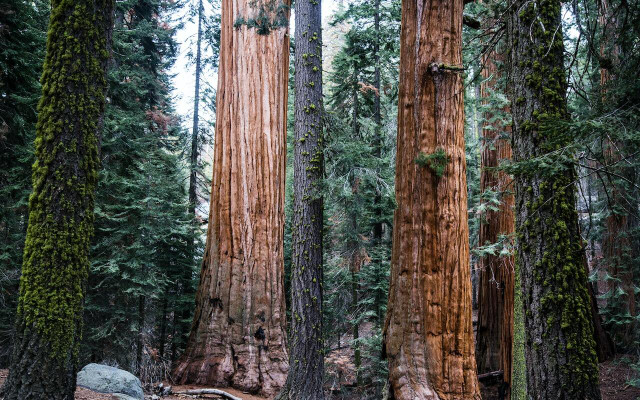 sequoias-and-redwoods-are-in-the-same-family-but-cc0-public-domain-unsplash-josh-carter-220717_download Sequoias and redwoods are in the same family, but are actually quite different from one another.