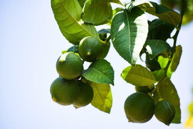 Grow limes to use in homemade cocktails, smoothies and juices.