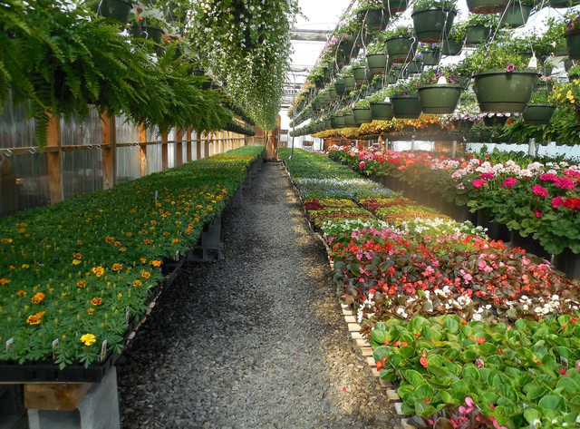 Visit your local nursery to check out what types of fertilizers are available.