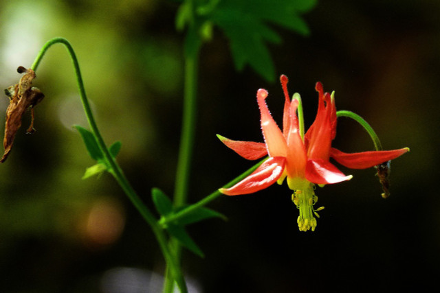 The wild columbine has various types, including this, the sitka columbine.