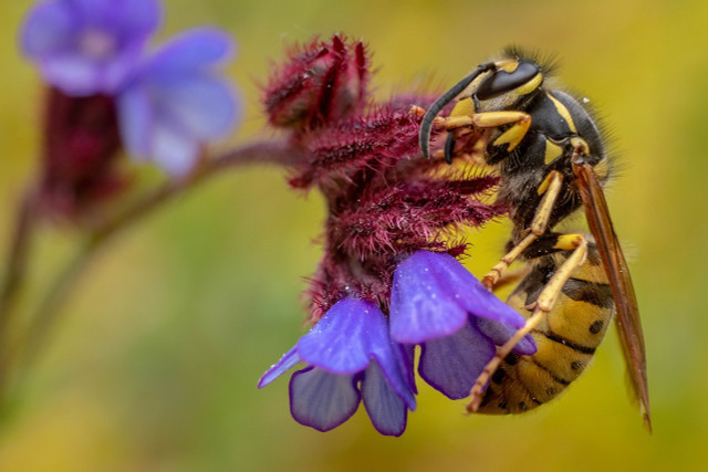 Pollenators are key biotic factors vital to the environment.