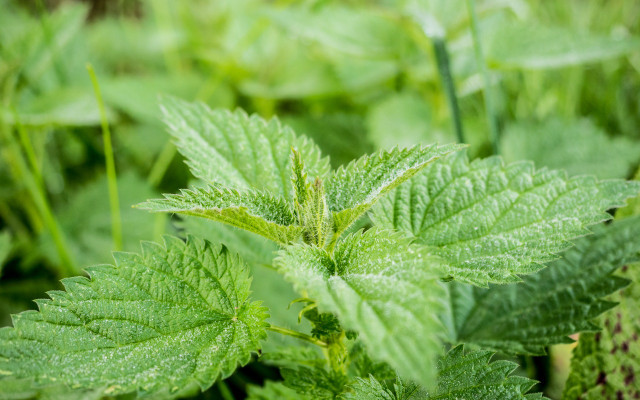 nettle soup 