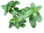 Mint is incredibly effective at deterring mosquitoes.