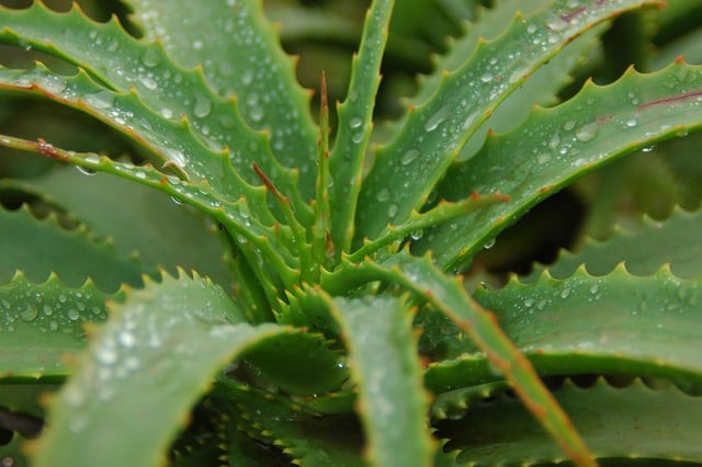 Aloe vera gel comes from the leaves of the aloe vera plant.