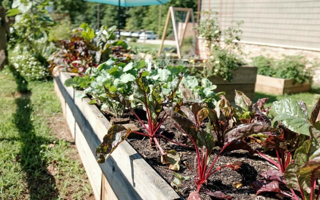 Choosing the right location is essential to growing your bok choy.