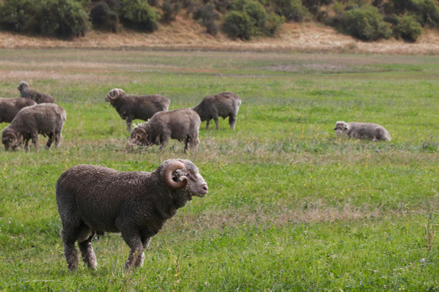 What is Merino wool? It comes from a special breed of sheep originating in Spain.