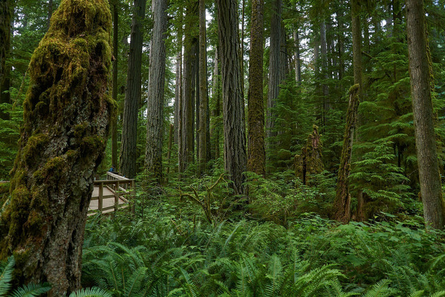 In this type of forest there are animals that adapt to the seasons.