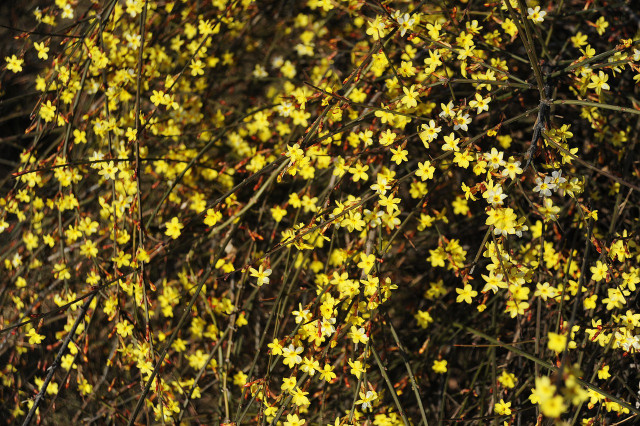 Winter Jasmine rings in the new year with its vibrant yellow colours.