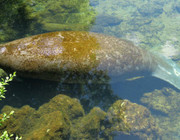 manatees dying
