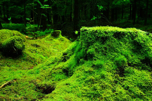 Moss Tree Stump