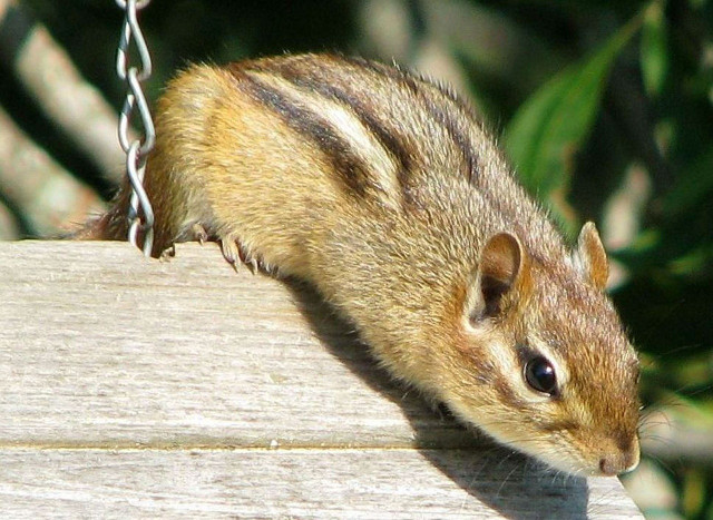 Want to know how to get rid of chipmunks in your yard? Ditch the bird feeder. 