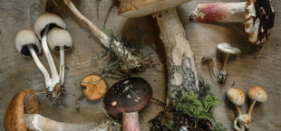 mushroom facts, facts about mushrooms