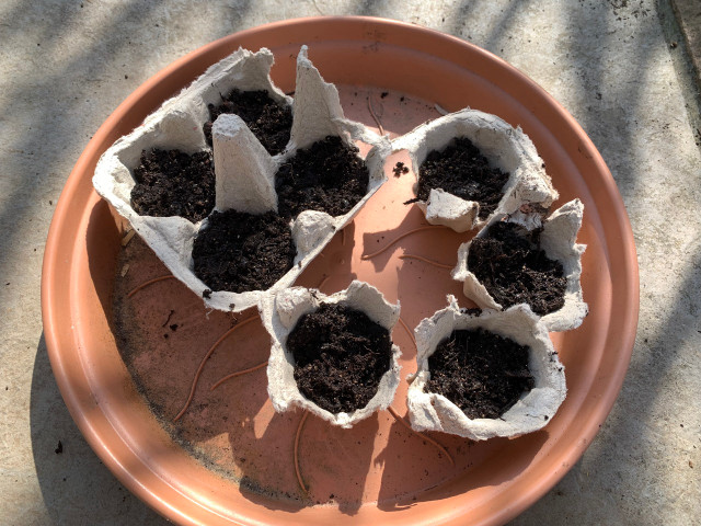 The egg cartons will get quite moist during the growing process, so make sure you place them on a waterproof tray to avoid any leaks. You can use anything from a plate to a baking sheet to whatever you can find at home.