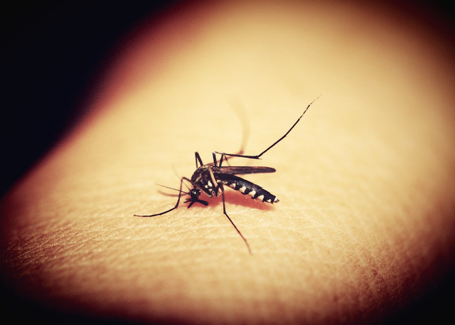 They can be dangerous, but what purpose do mosquitoes serve?