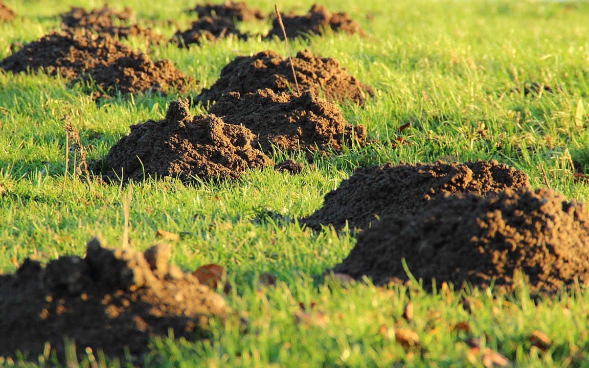 how do i get rid of moles in my yard with dogs